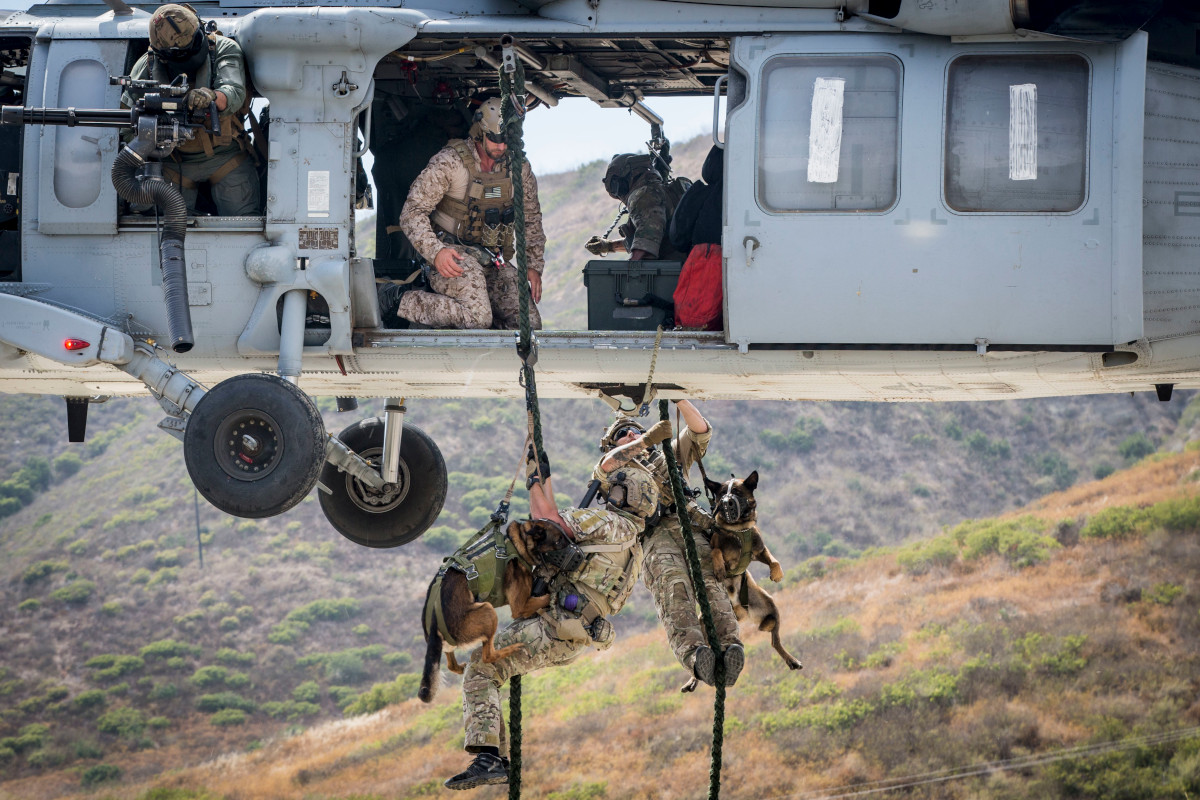 MARSOC dog handlers and their dogs rappel from a US Navy helicopter during training. <em>USMC</em>