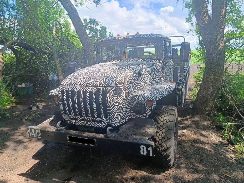 Zebra_1.jpg