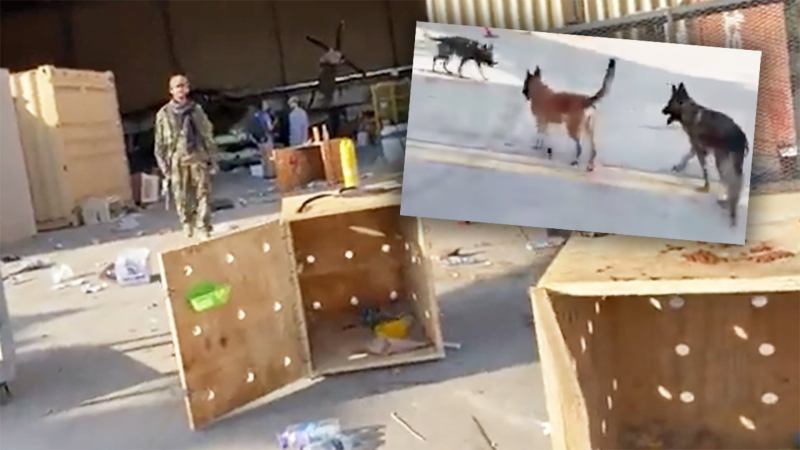 Kabul Airport’s Abandoned Dogs Are Now On The Loose And The Taliban Want To Round Them Up